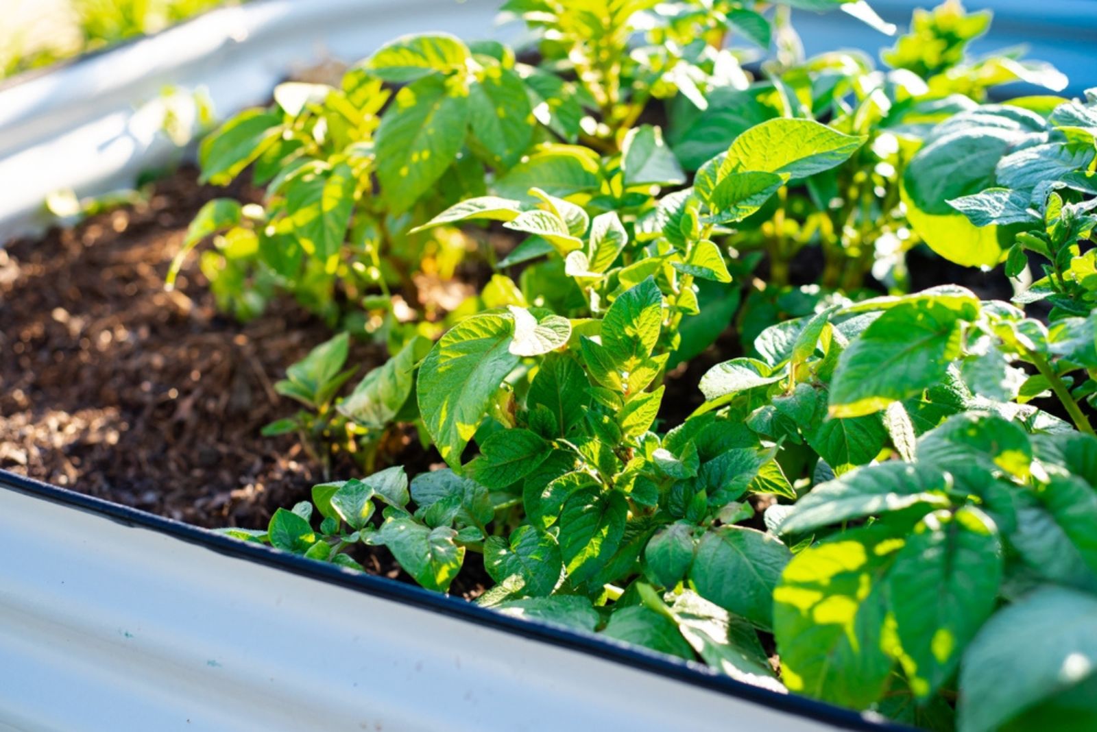 potato plant in raised bed