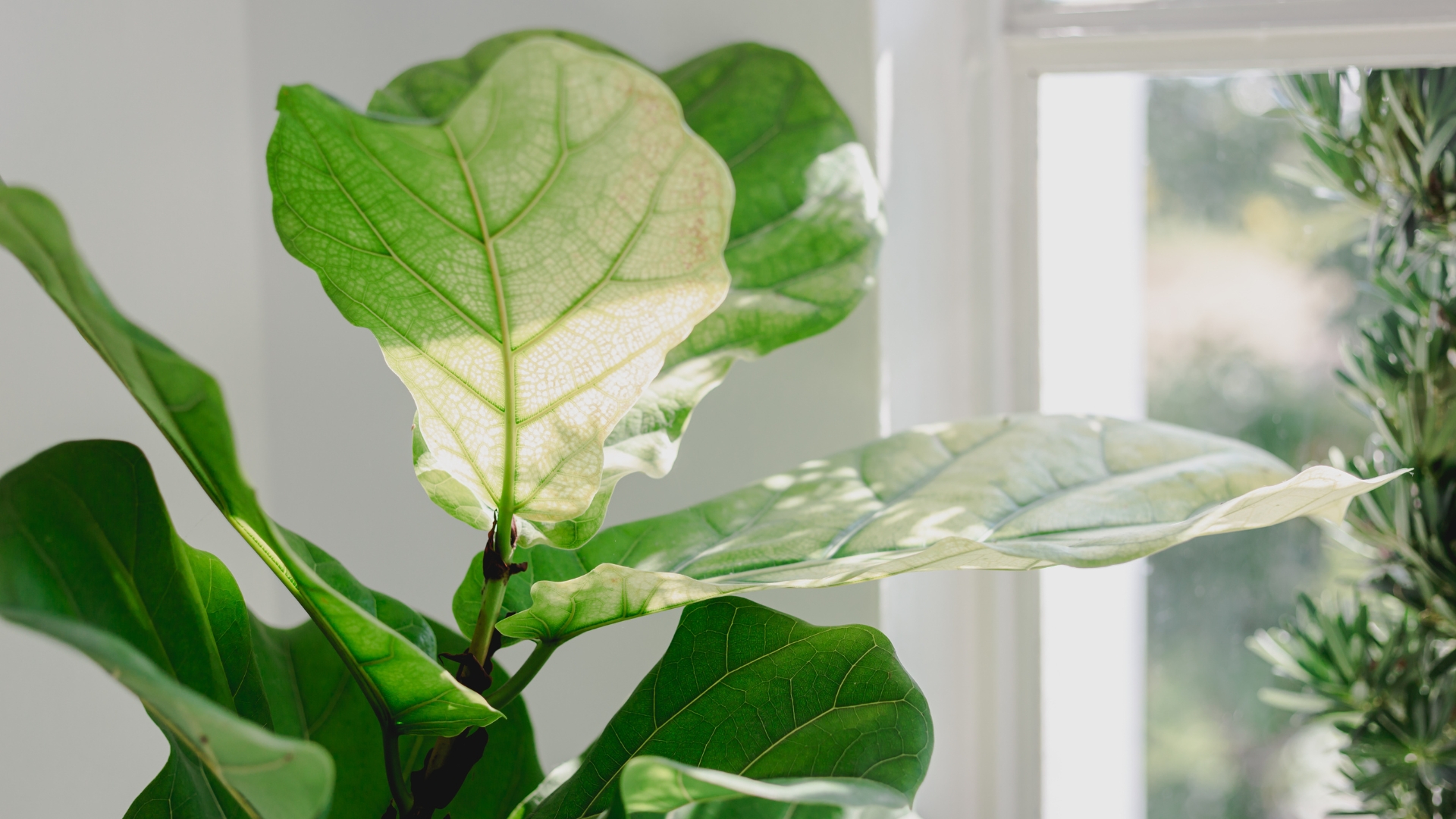 Fiddle Leaf Figs should be placed in front of a window that will receive