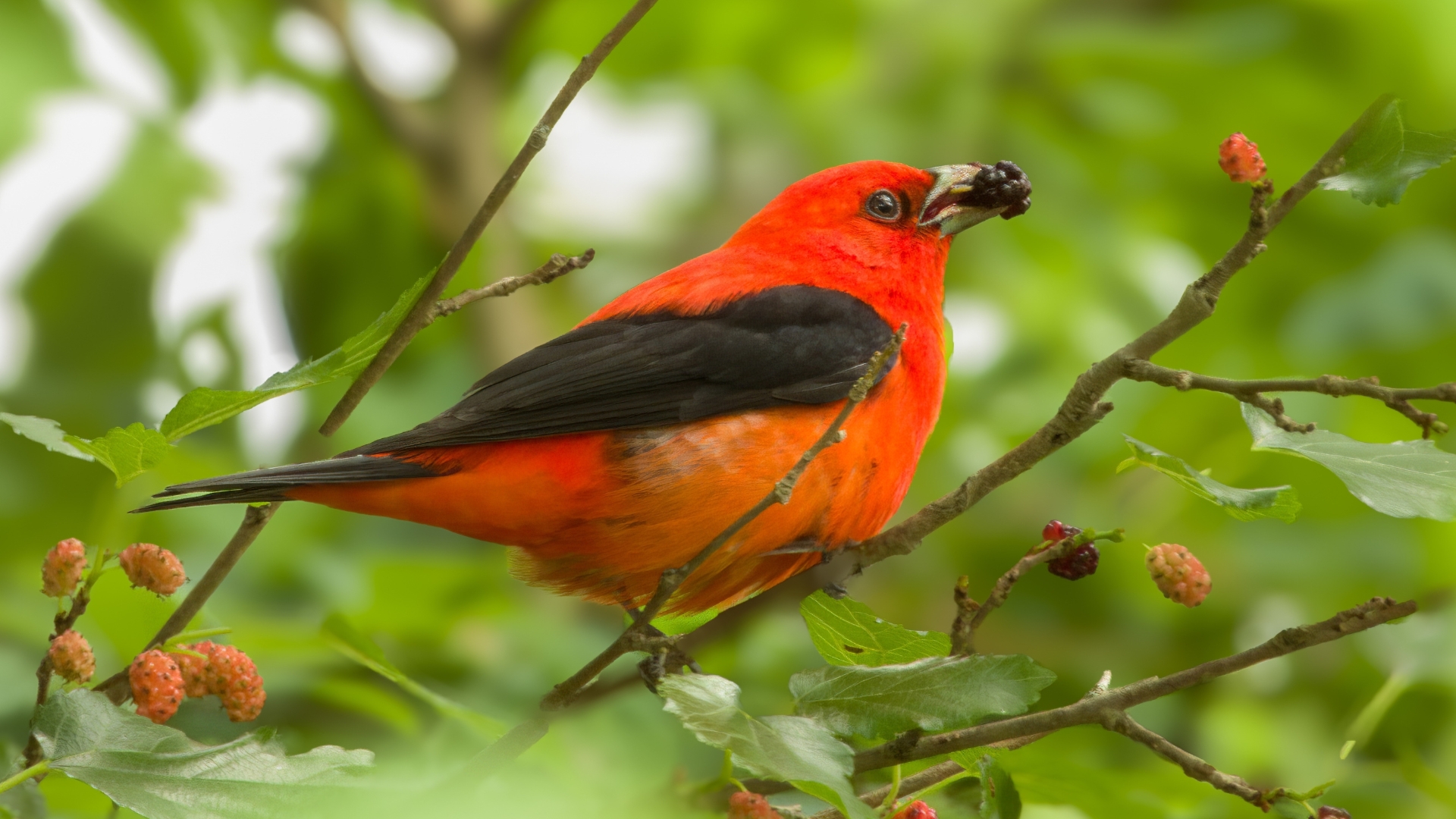 Scarlet tanager enjoying some berries