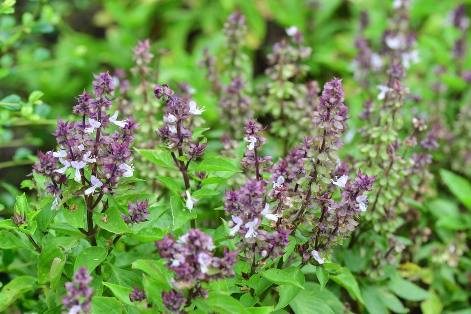 flowering basil