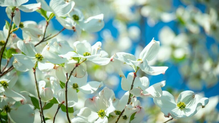 flowering dogwood