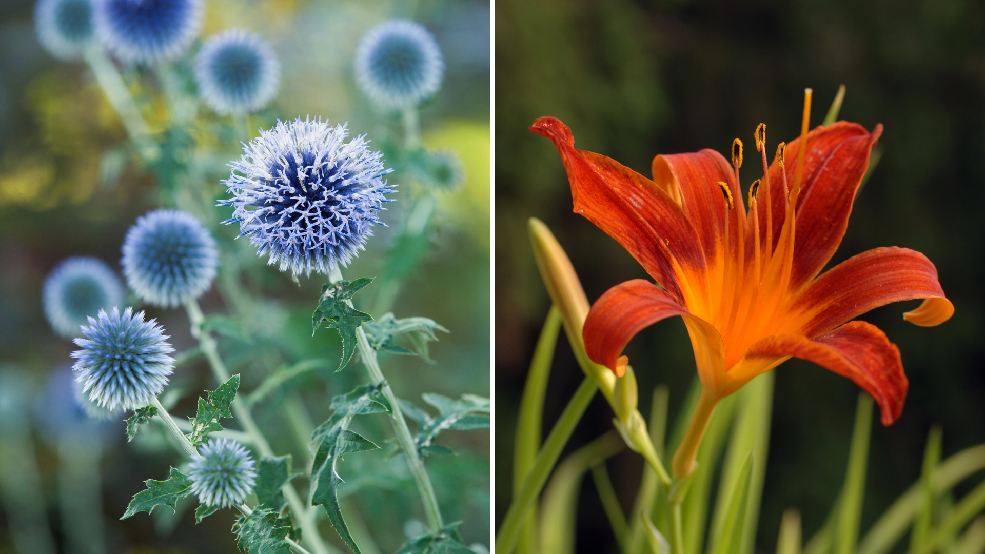 34 Flowers That Repel Insects Effortlessly For A Pest-Free Garden