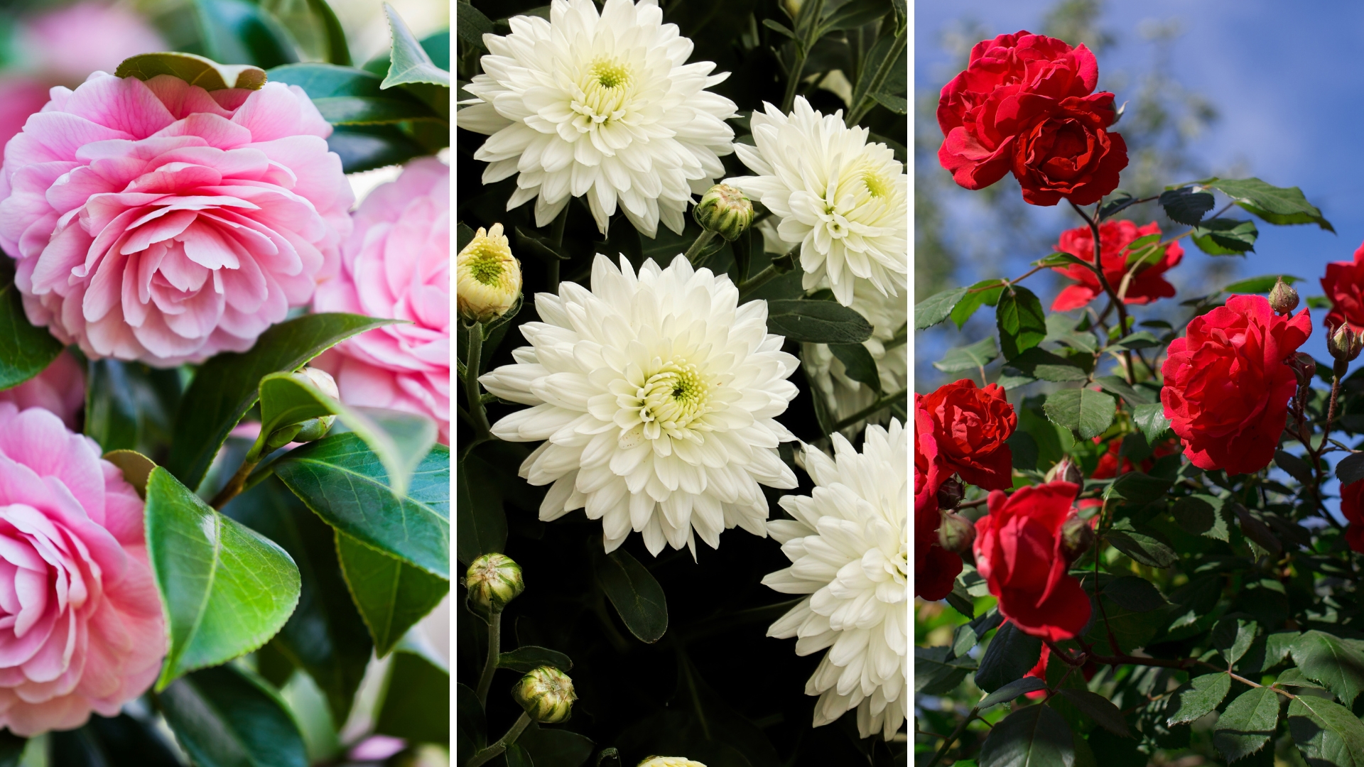 camellia, chrysanthemum and rose flower display