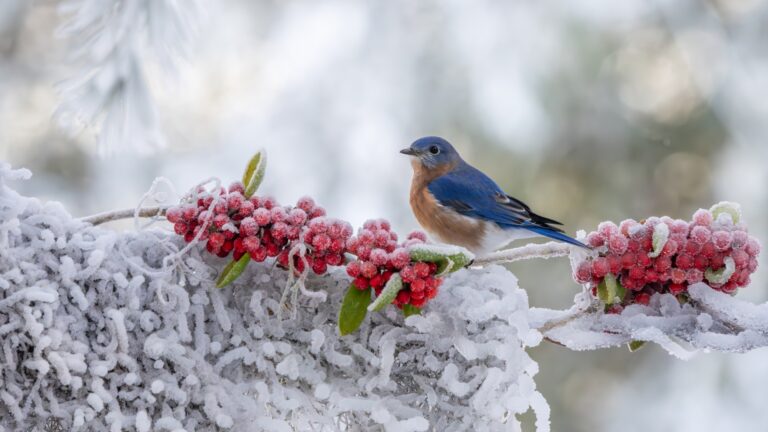 A bluebird perched on a snow-covered branch with red berries