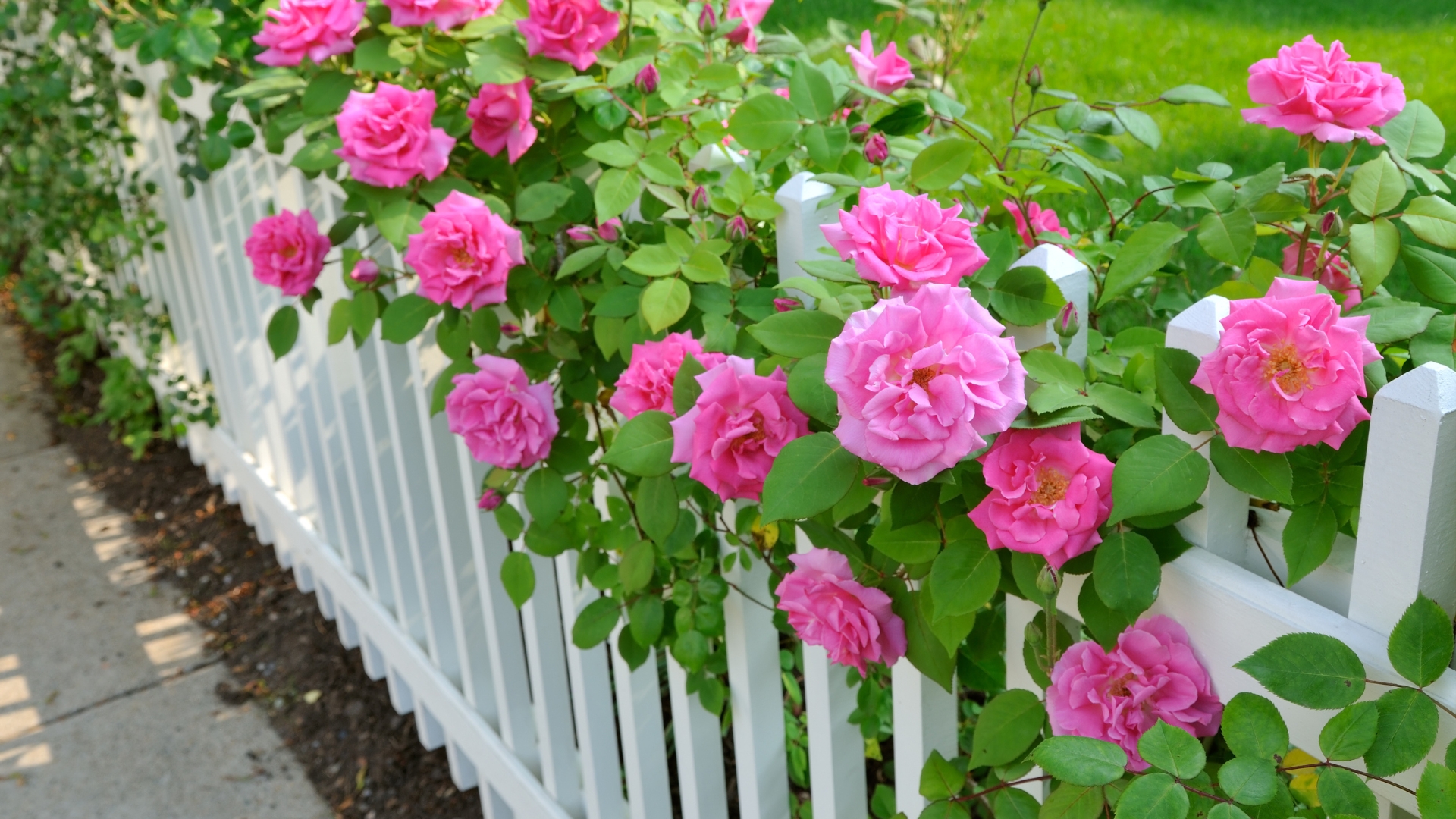 Pink roses climbing on white fence