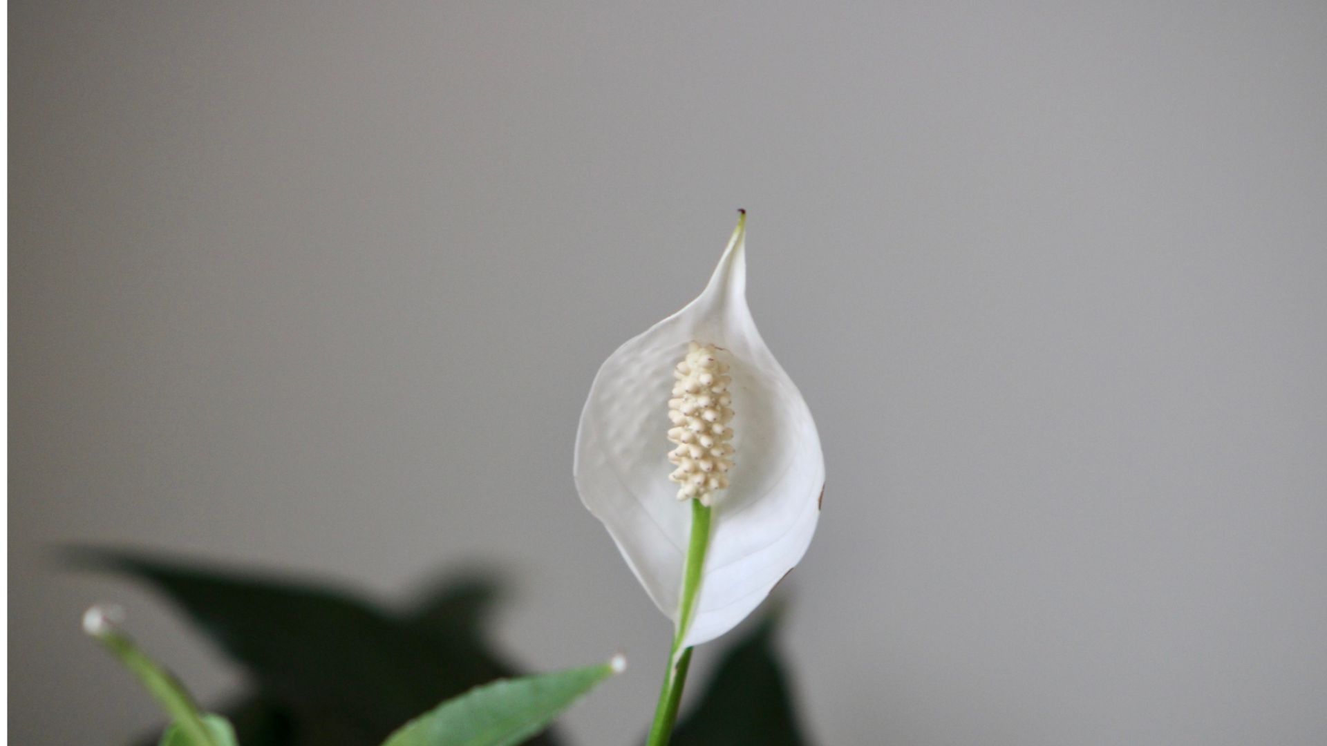 25 Indoor Plants With White Flowers