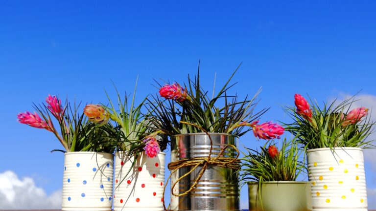 Recycled cans. Five lined recycled cans with many blooming bromeliad plants (Tillandsia Stricta) over wood board on blue sky.