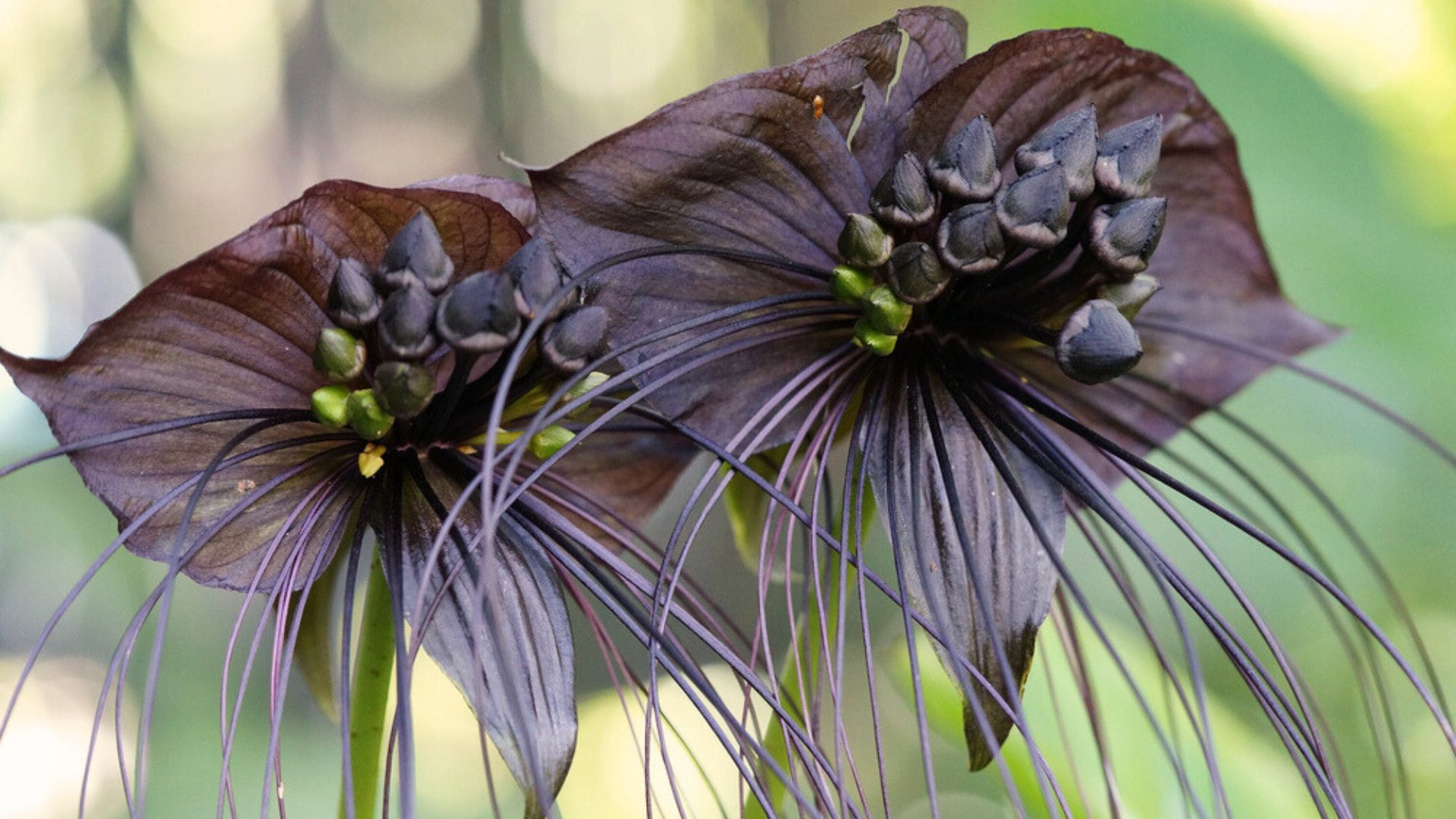 25 Of The World’s Strangest Flowers