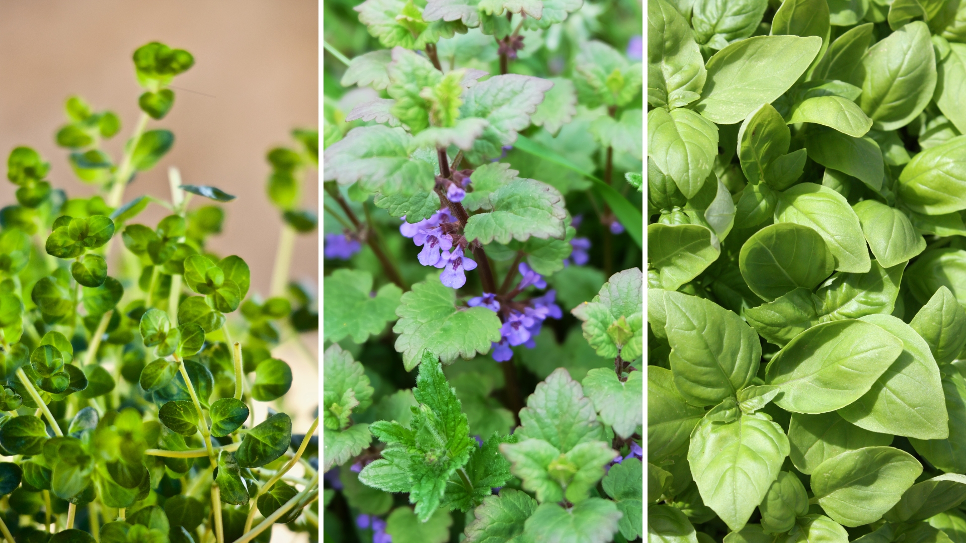 25 Perennial Herbs You Can Enjoy Year After Year