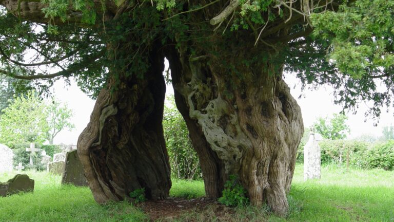yew tree in nature