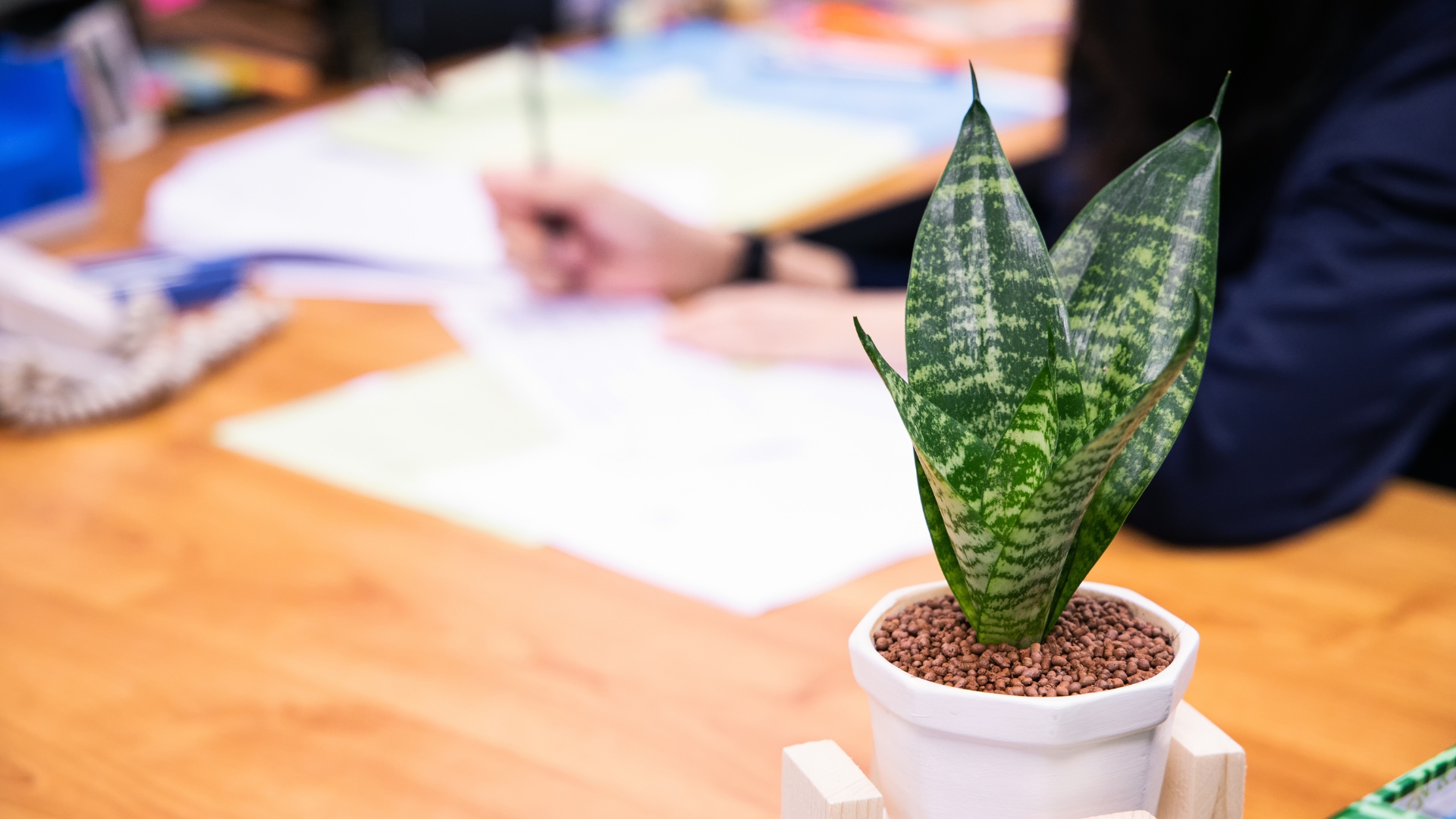 Ornamental plant on the office desk. Snake Plant (Sansevieria trifasciata) decoration on table green office interior concept.