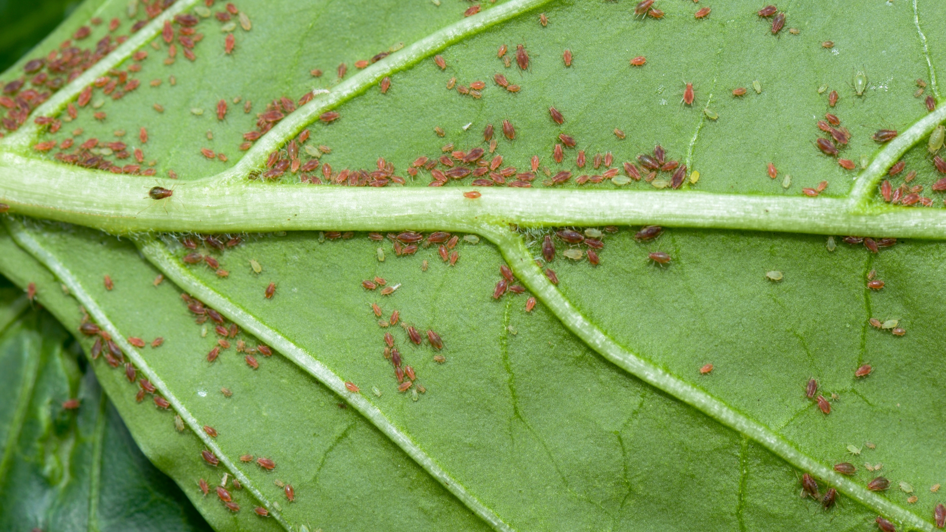 25 Plants That Repel Pesky Aphids