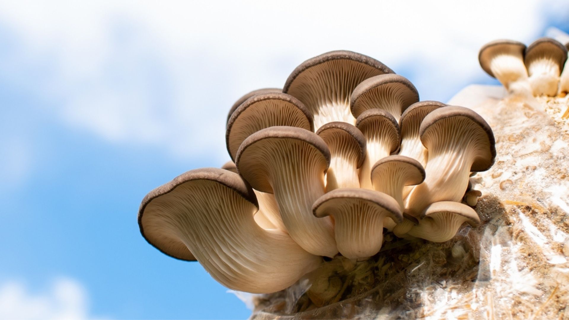 mushrooms on the tree