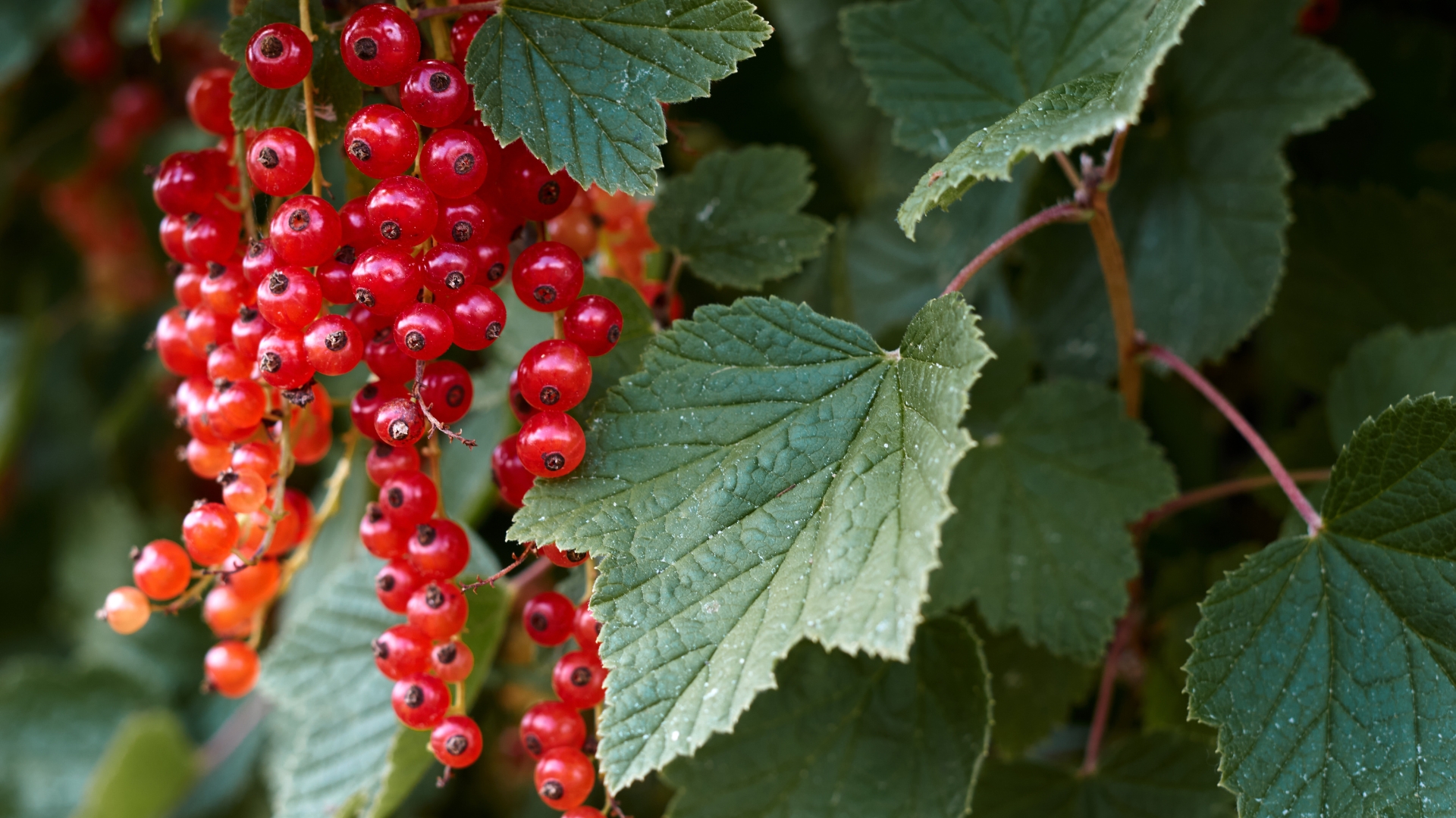 Macro shot of ripening red currant berries.