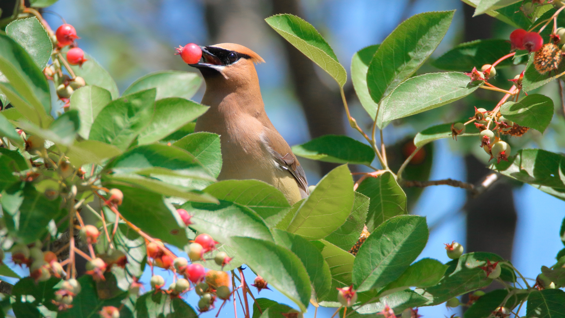 Cedar waxwing bird with berry in mouth perched on a serviceberry tree.