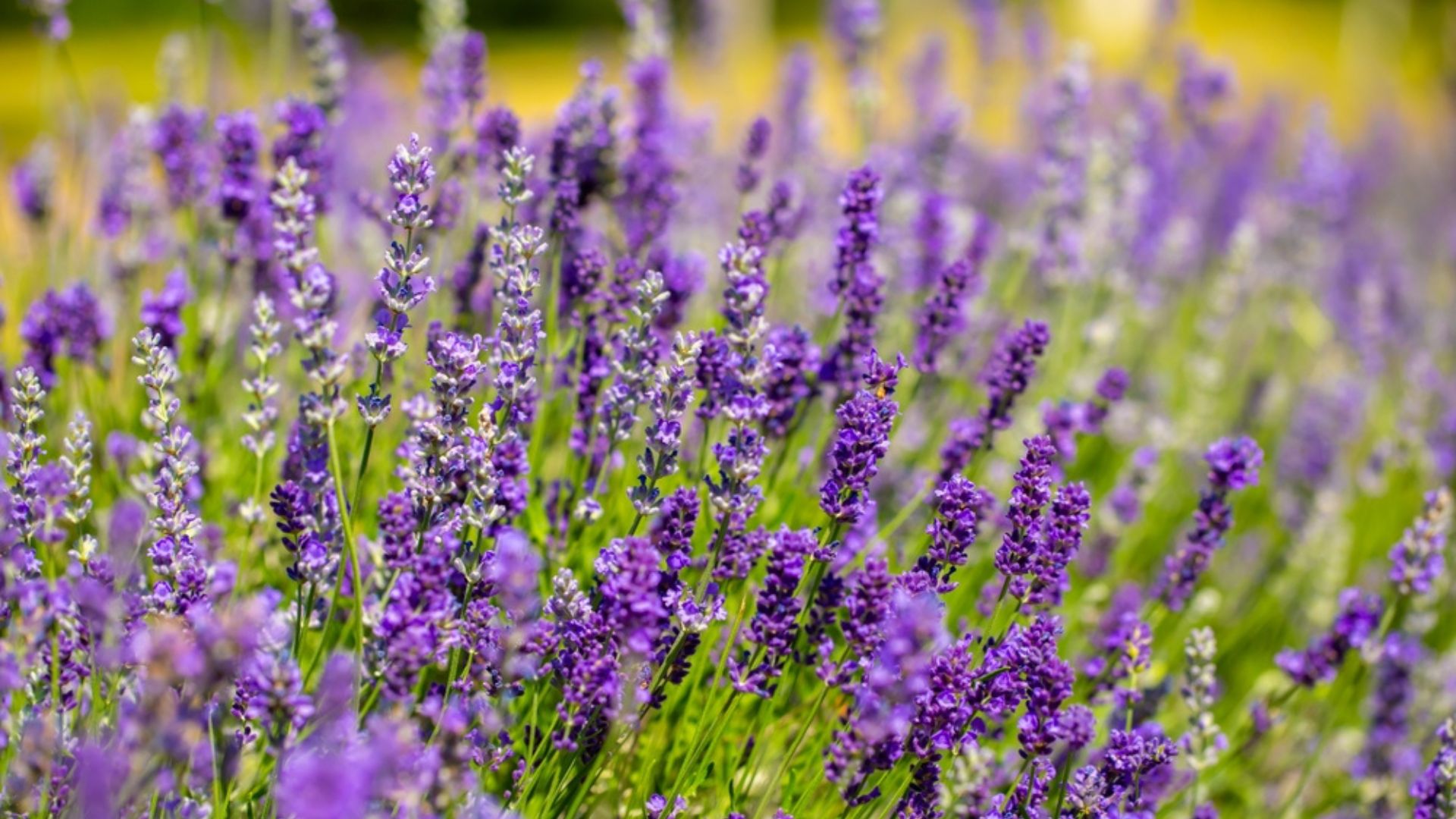 25 Stunning Lavender Varieties That You Can Plant Together For An Aesthetic Garden