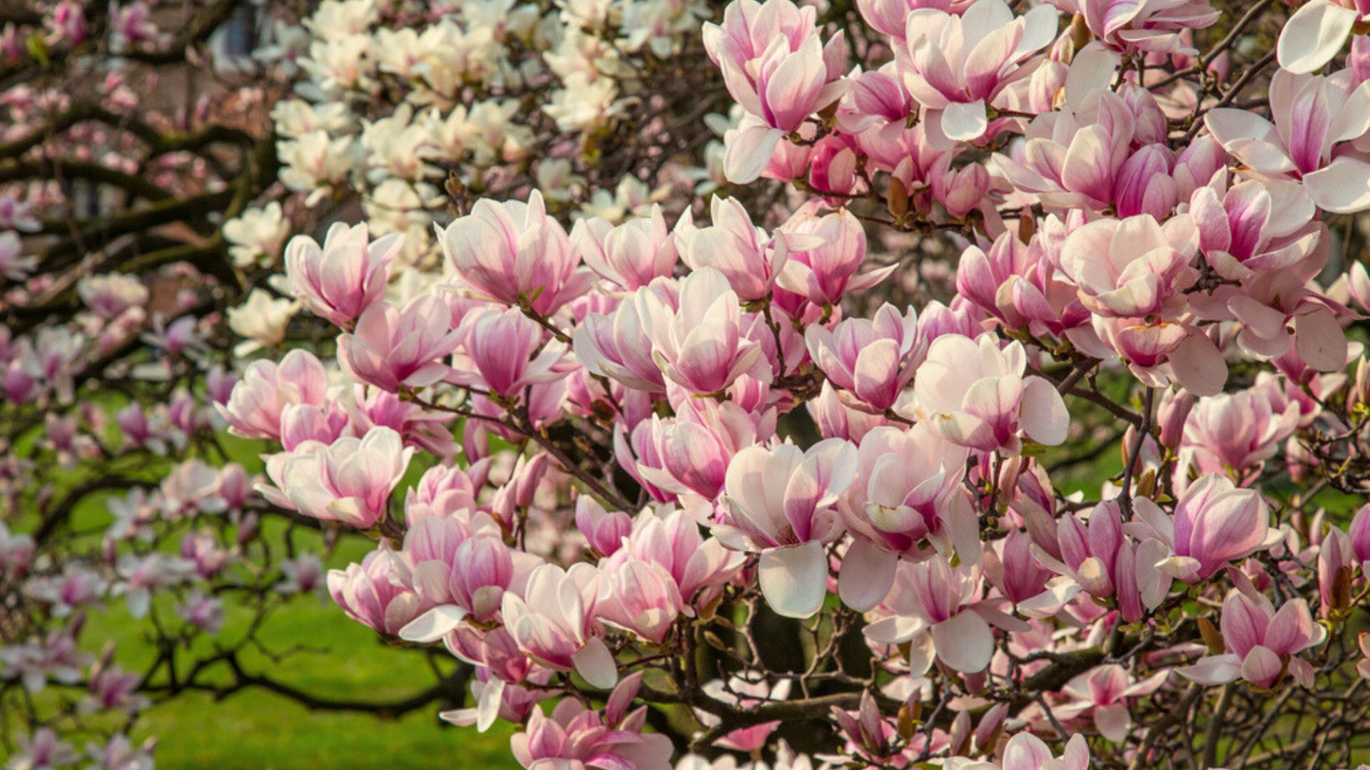 25 Stunning Types Of Magnolia Trees And Shrubs For Your Landscape