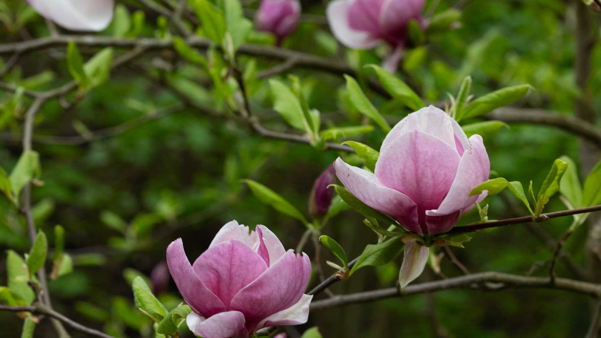 Close up of big pink tulip magnolia flowers on tree nature