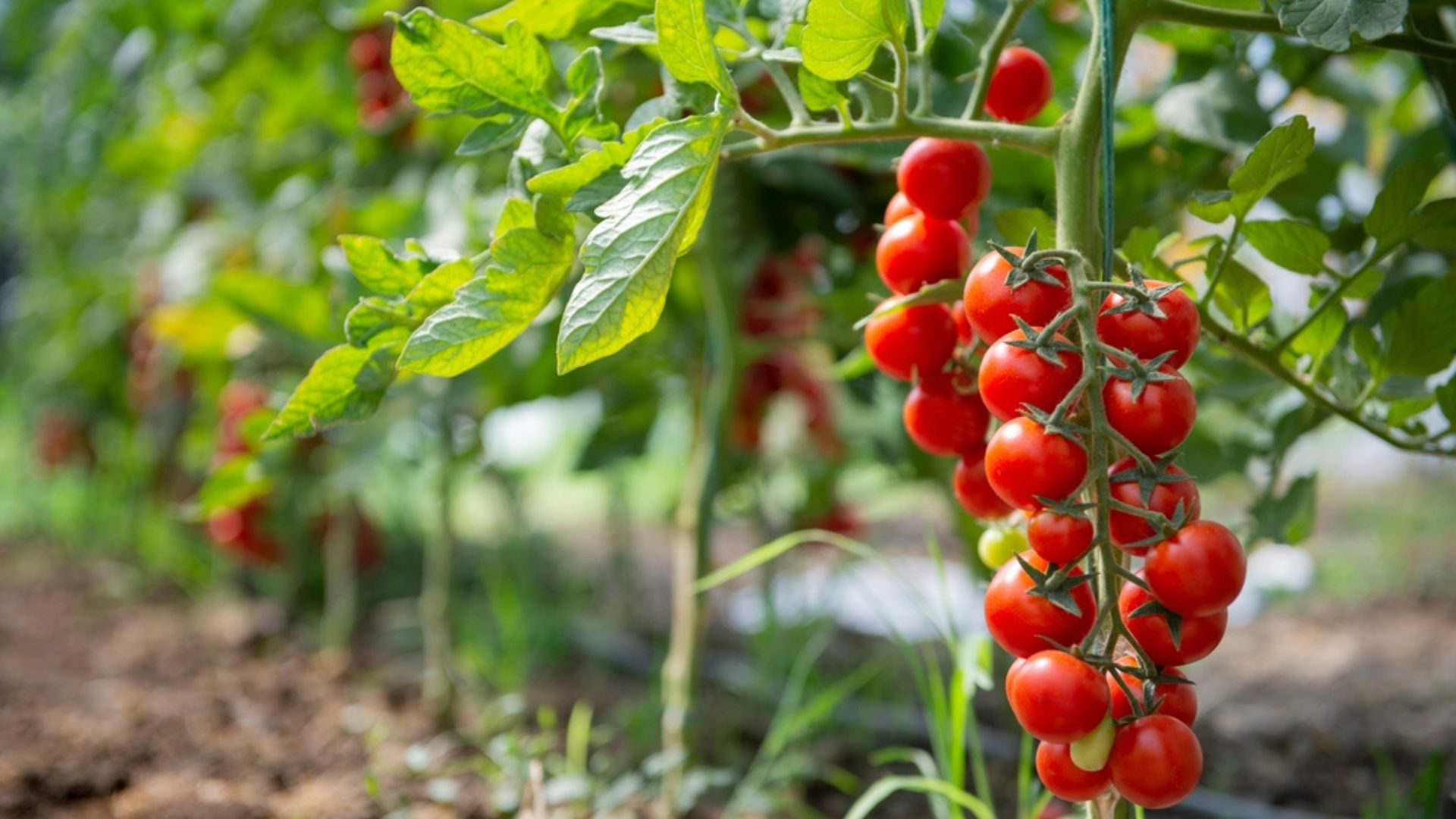 cherry tomatoes in garden