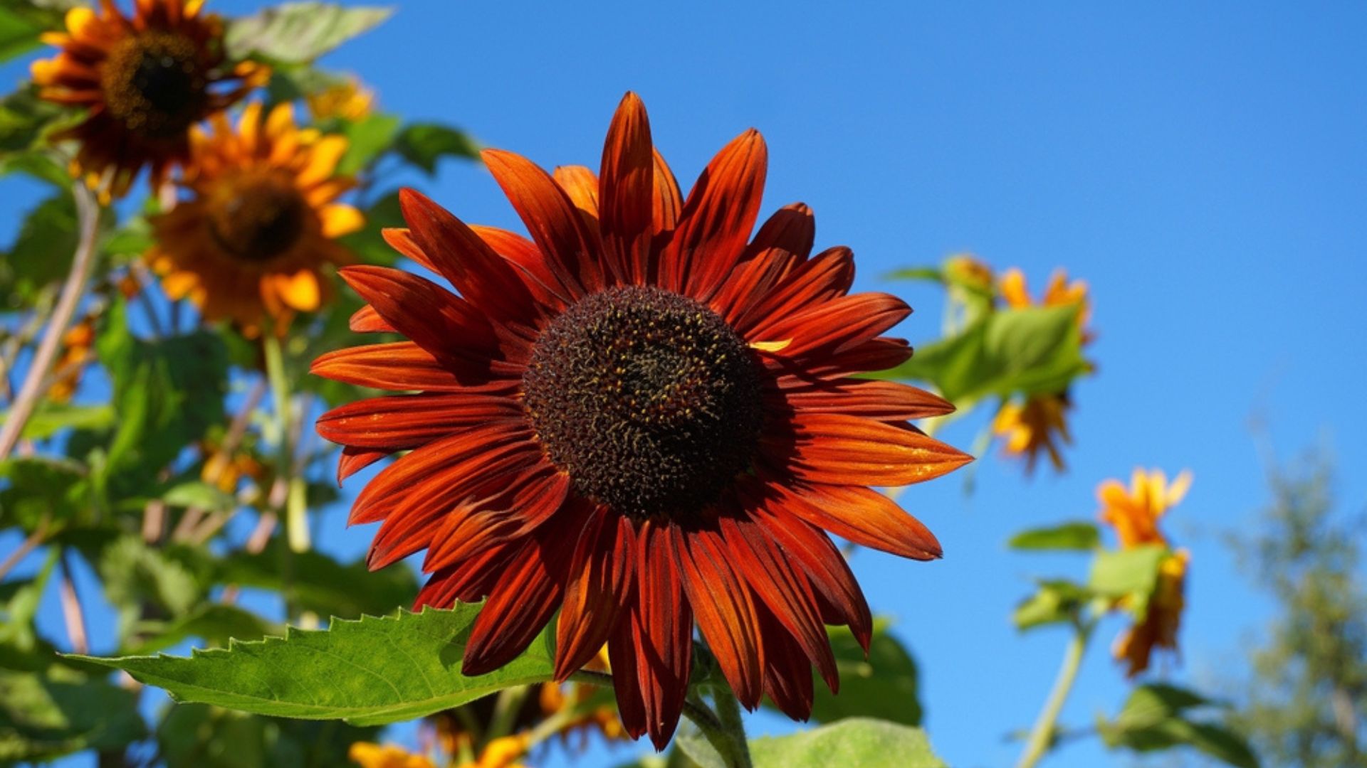 velvet sunflower