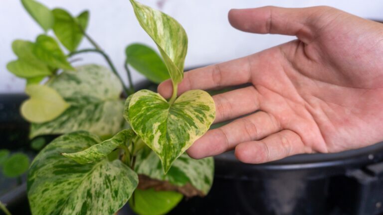 Hand holding Pothos Manjula plant in with blur balcony background.