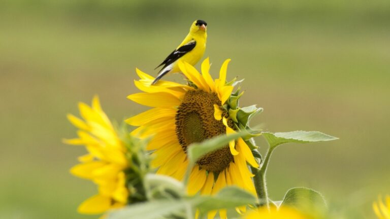 a songbird on a sunflower