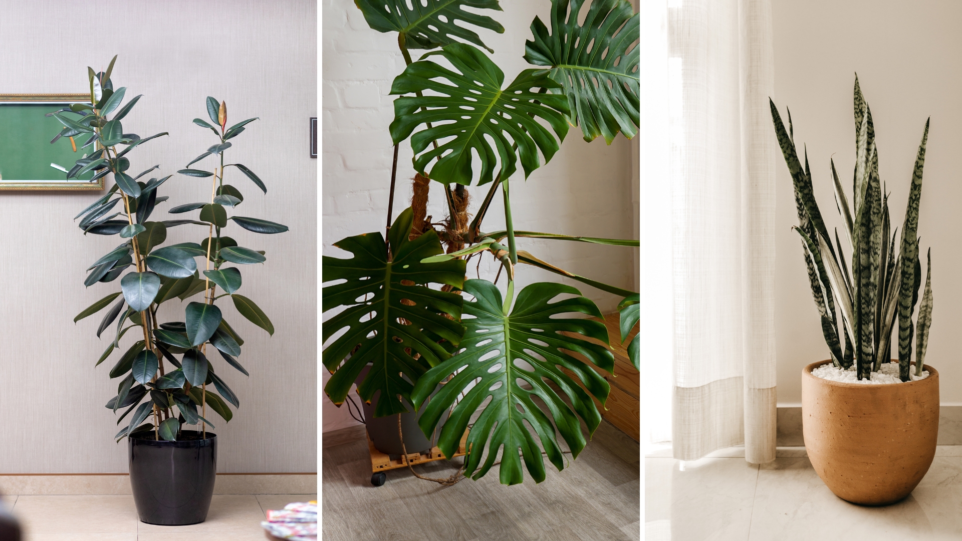 26 Large Indoor Plants That Add Instant Impact To Your Space