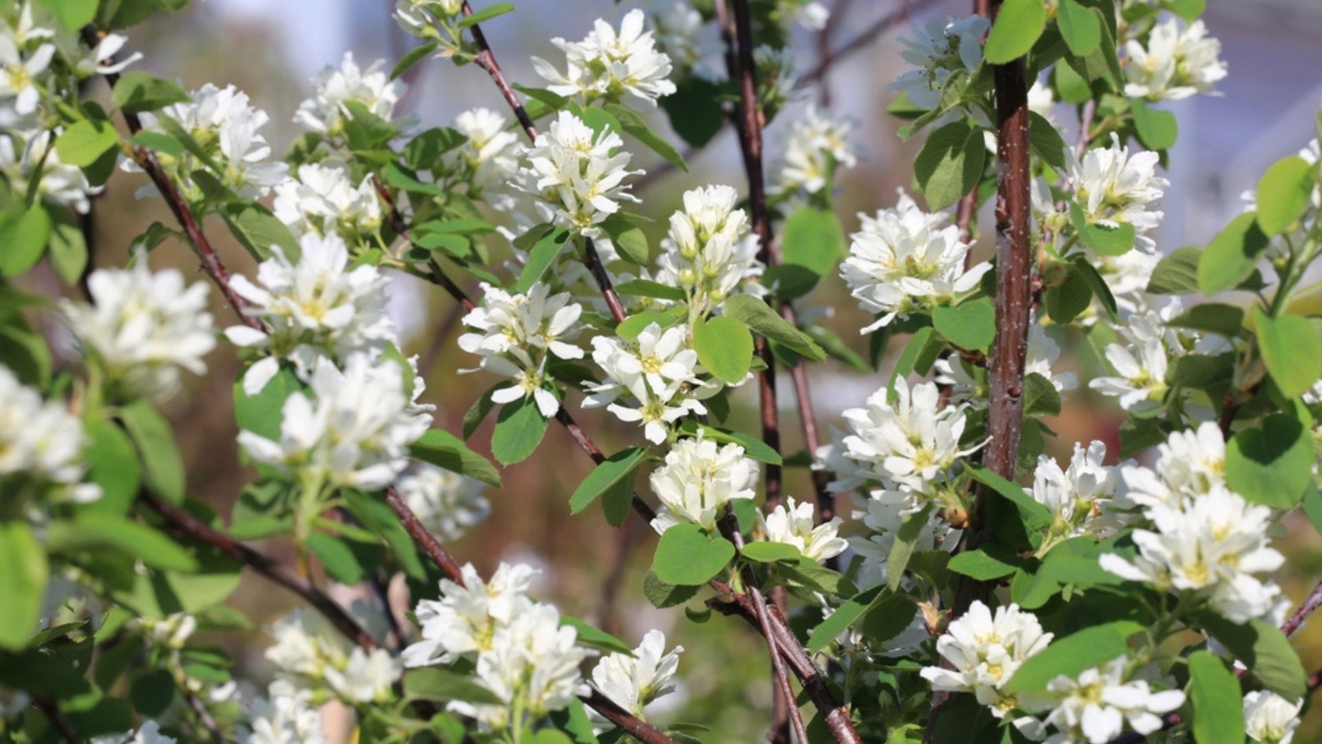 flowering serviceberry tree