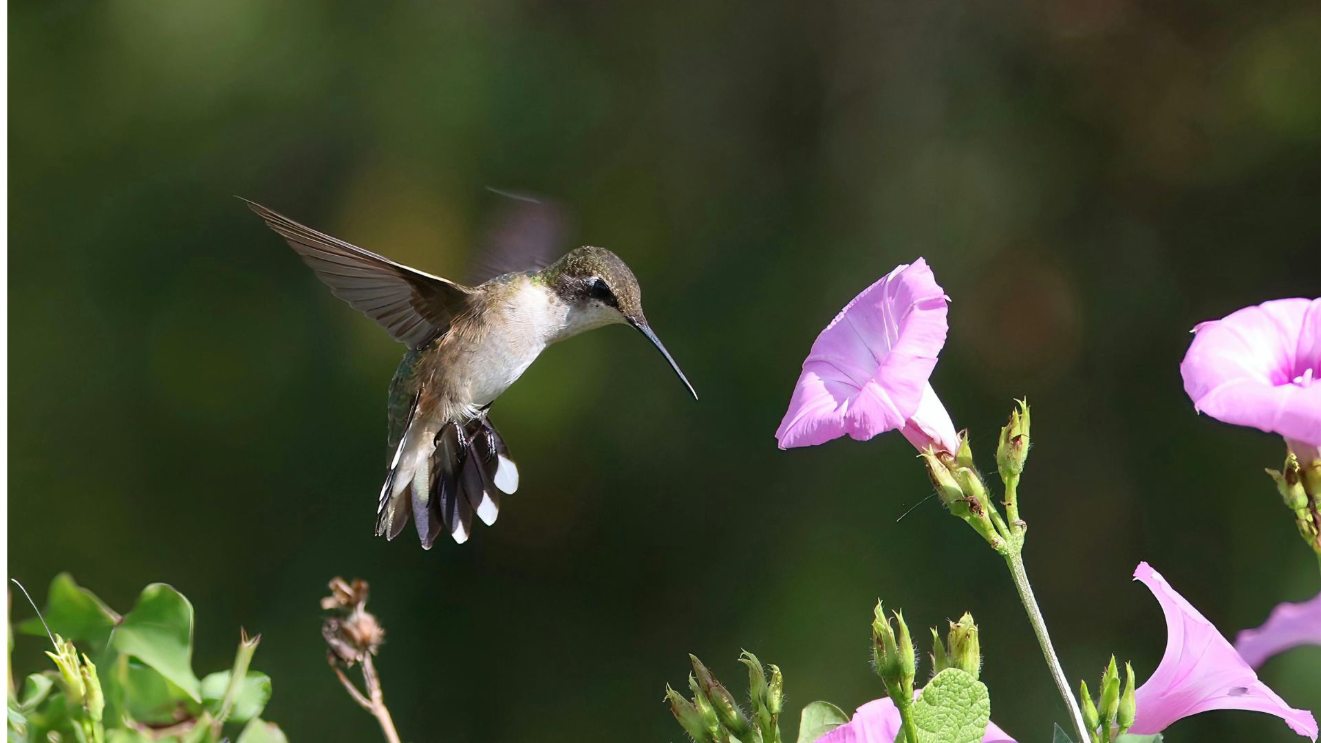 27 Best Hanging Plants That Attract Hummingbirds