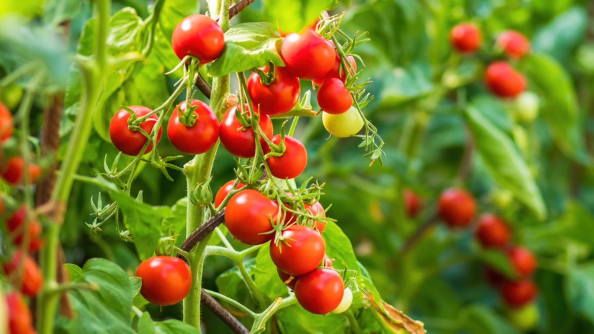 27 Edible Plants That Contain Poison