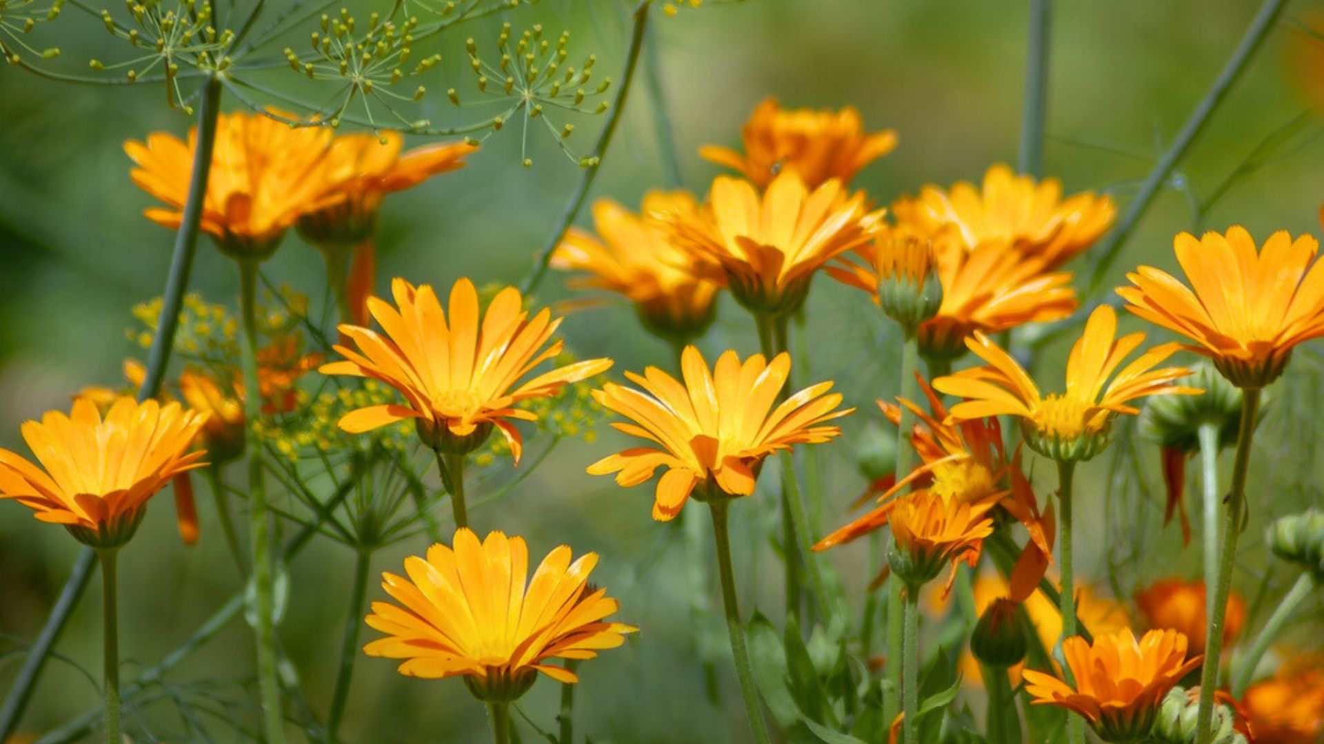 calendula flowers in garden