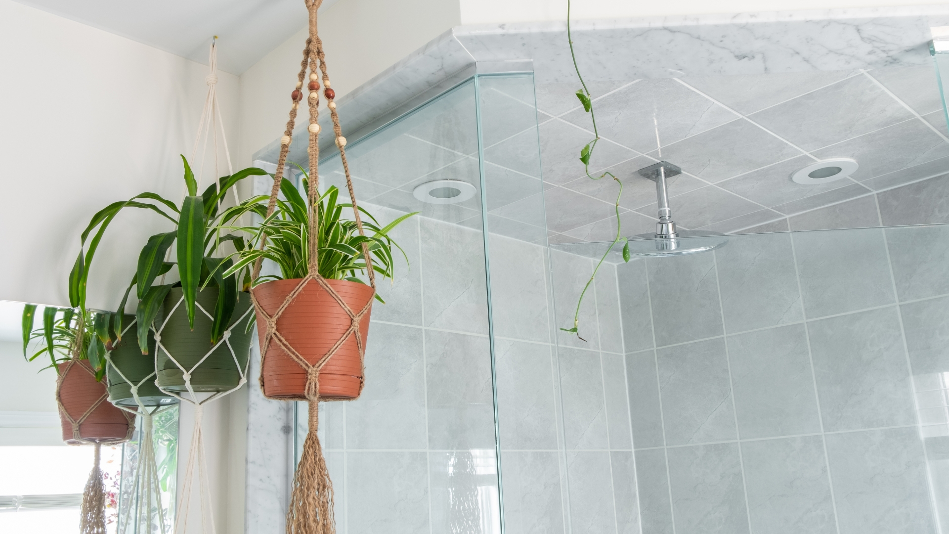 A Spider Plant (Chlorophytum Comosum) is hanging inside the planter.