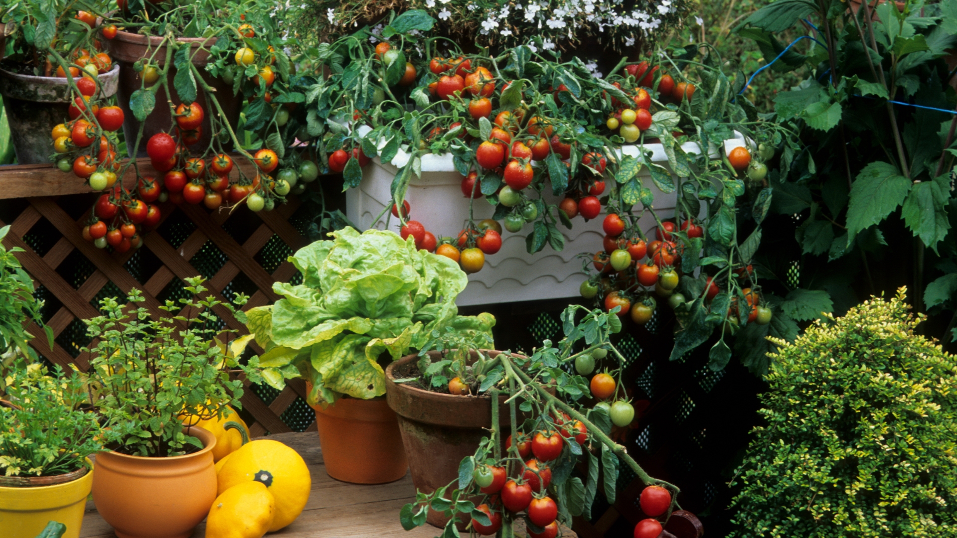 herb and vegetable garden