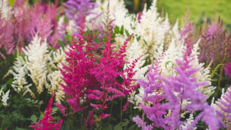astilbe plant