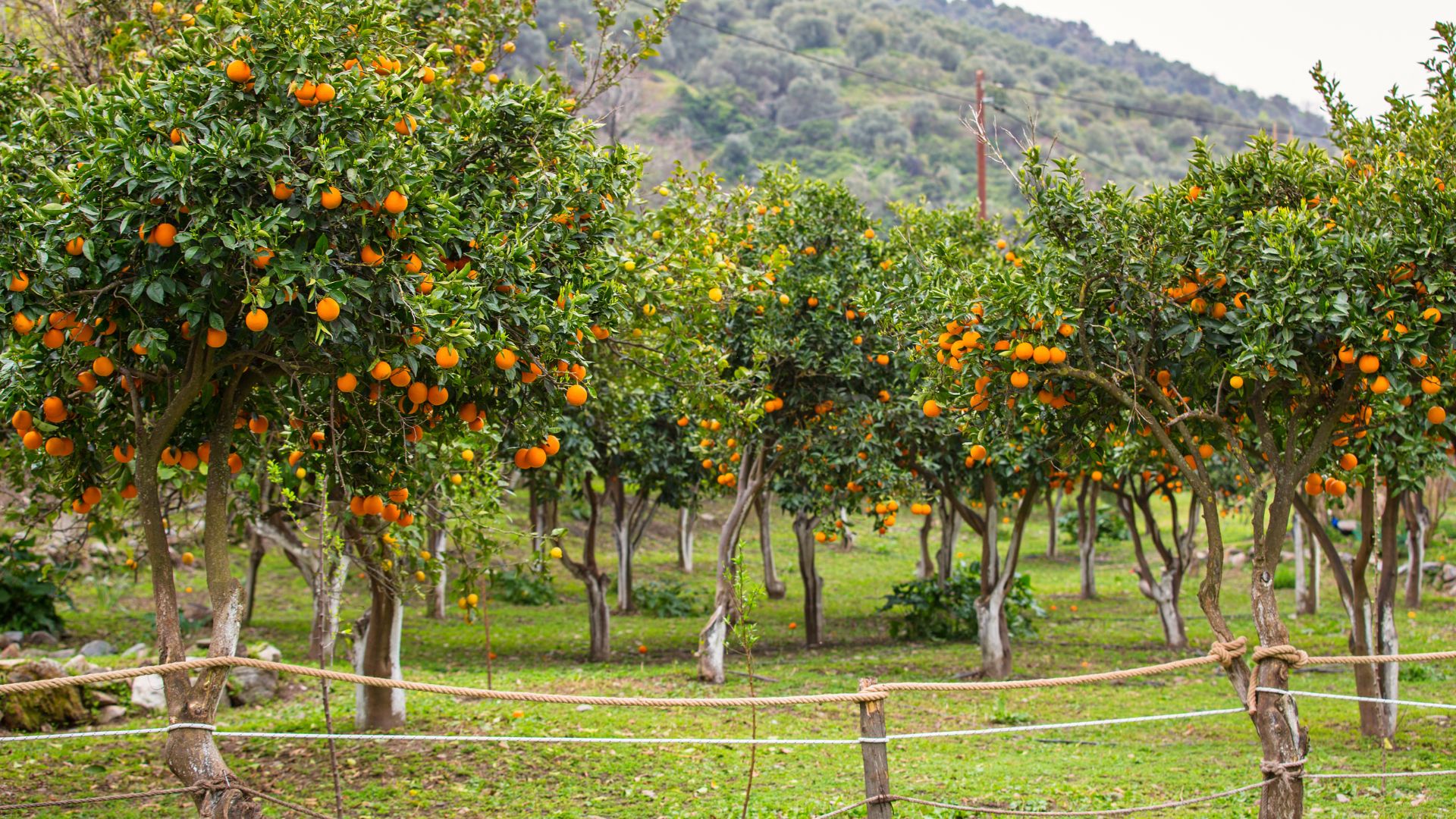 27 Best Fruit Trees To Grow In Your Garden