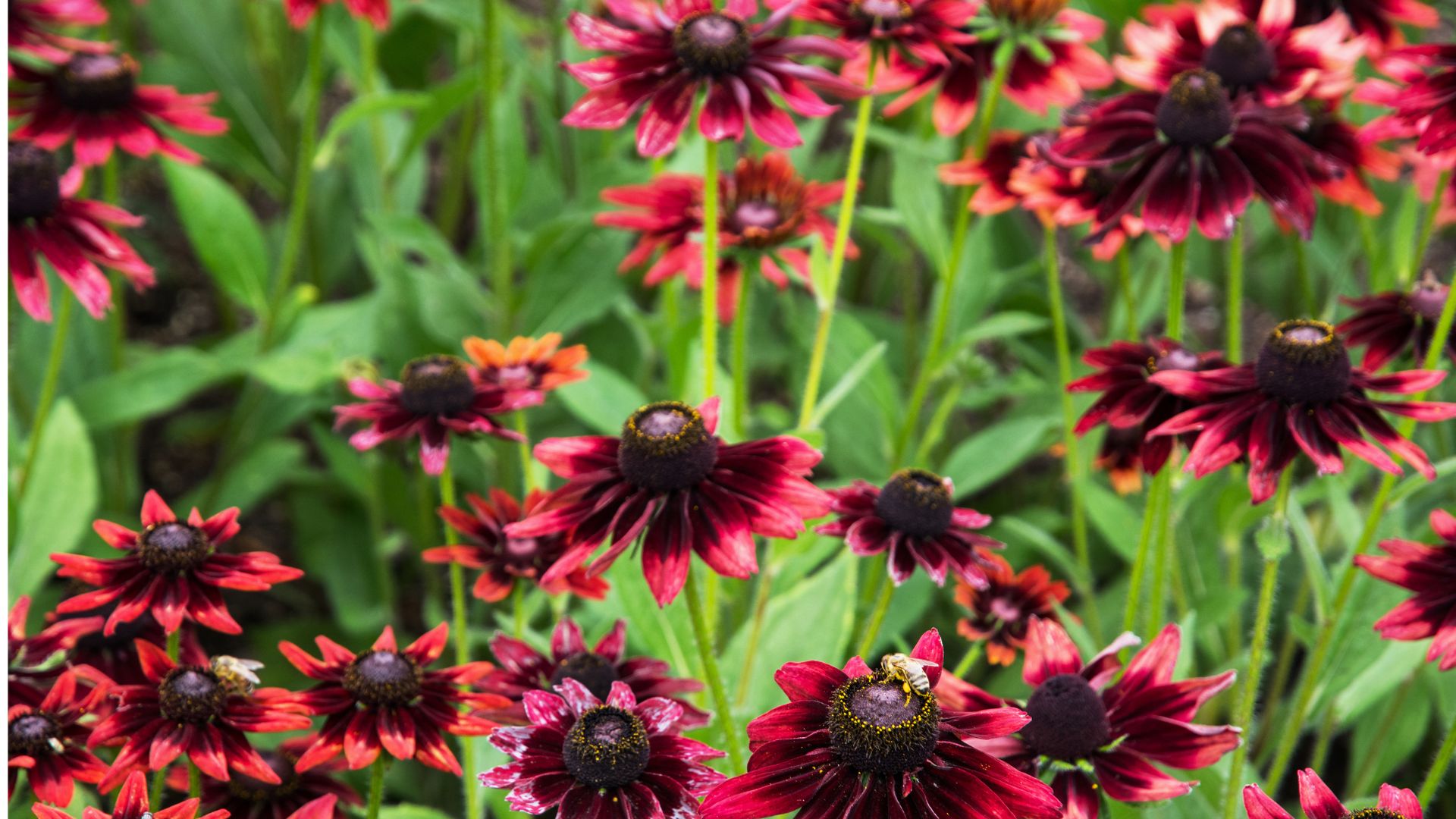 28 Best Self-Seeding Flowers For A Vibrant, Wildlife-Friendly Garden