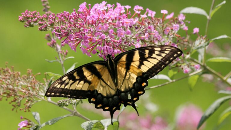 butterfly on the bush