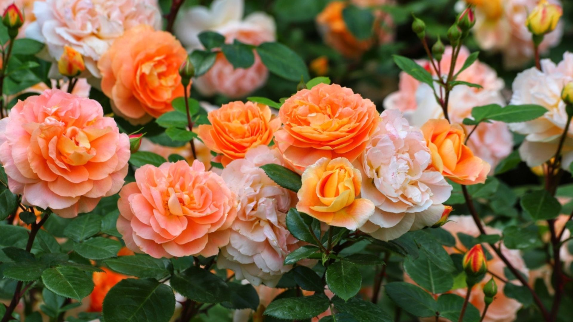 orange roses