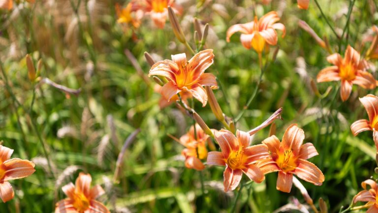 Daylily Hemerocallis flower in nature.