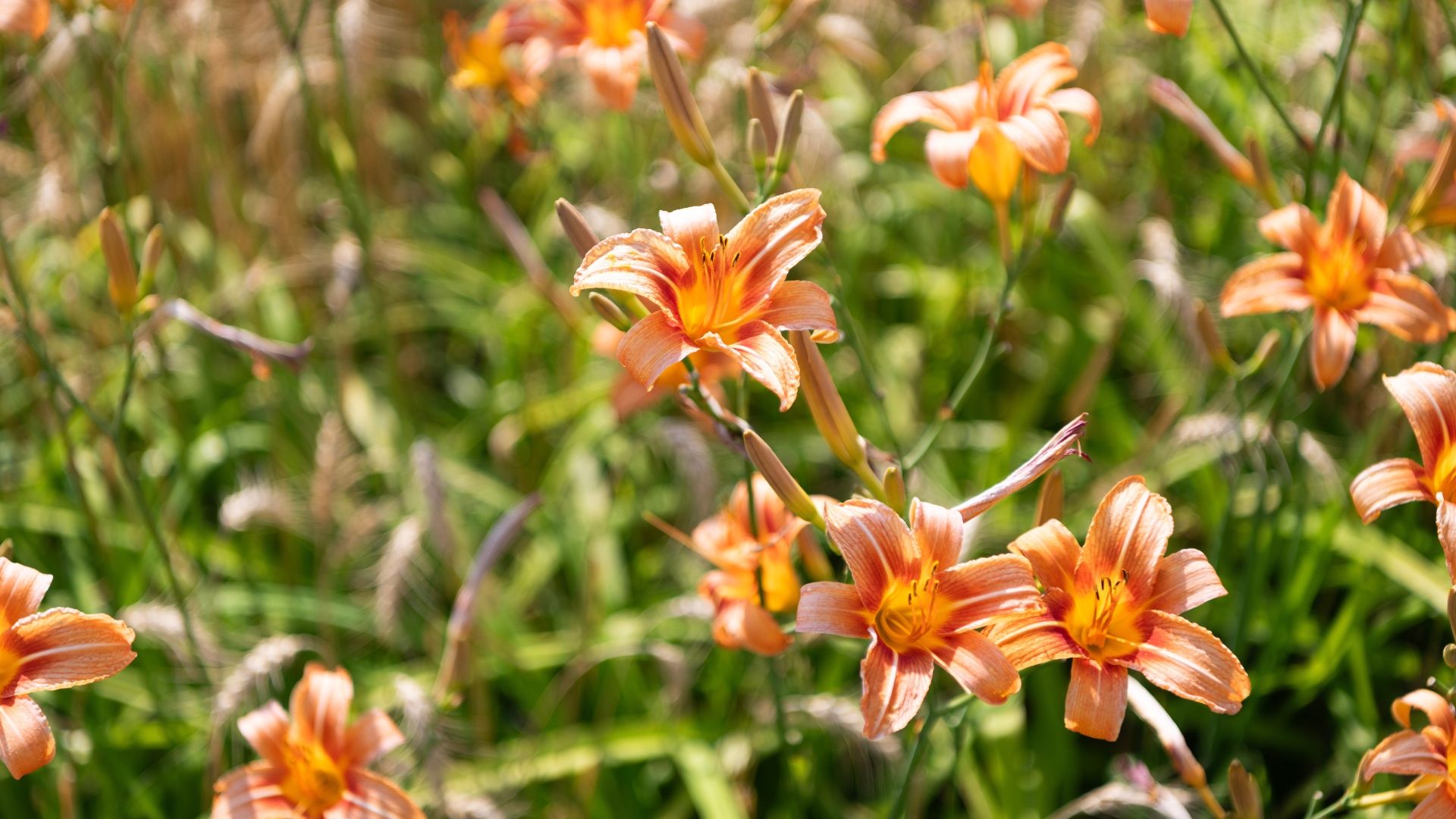 Daylily Hemerocallis flower in nature.