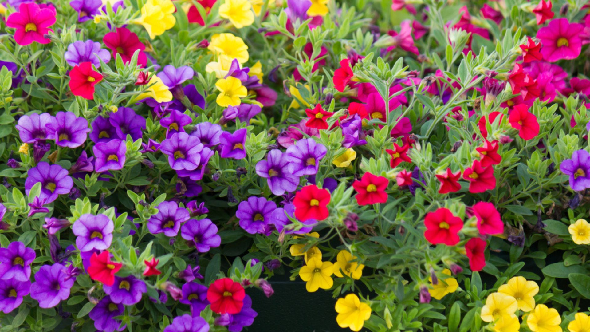 colorful petunias