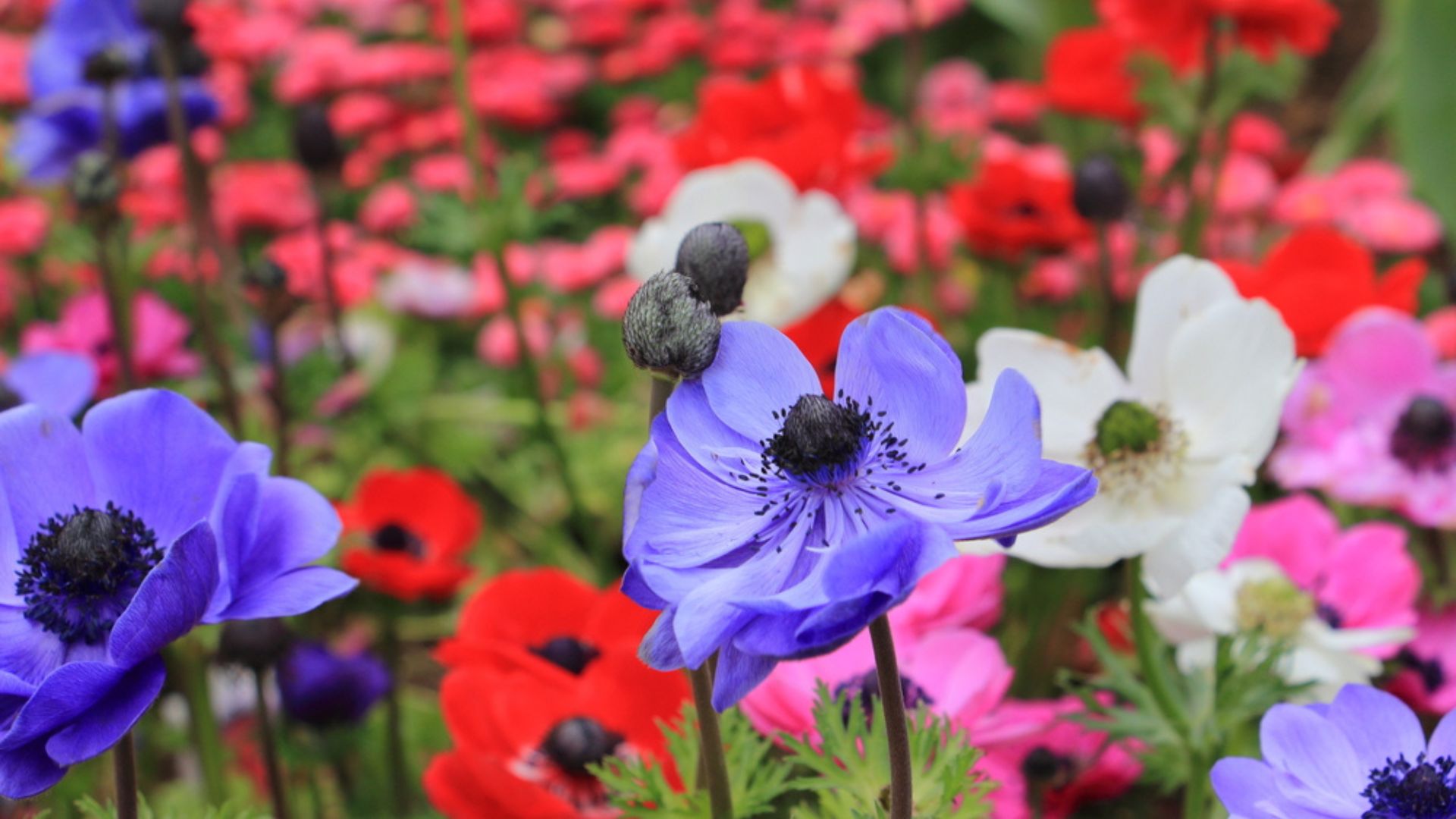 28 Partial Shade-Loving Plants That Will Make Your Yard’s Light-Challenged Spots Look Incredible