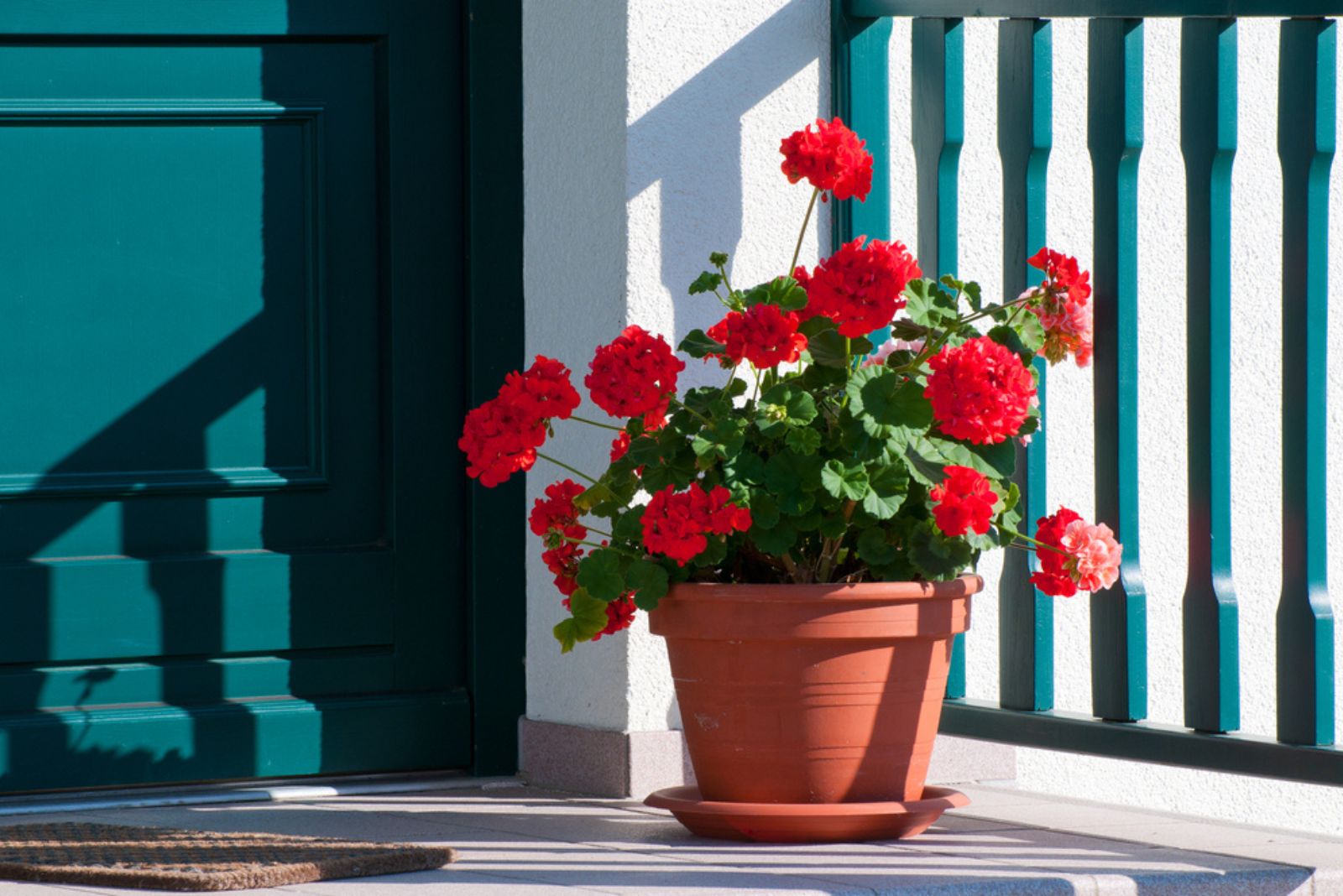 28 Patio Plants That Thrive In Pots And Containers