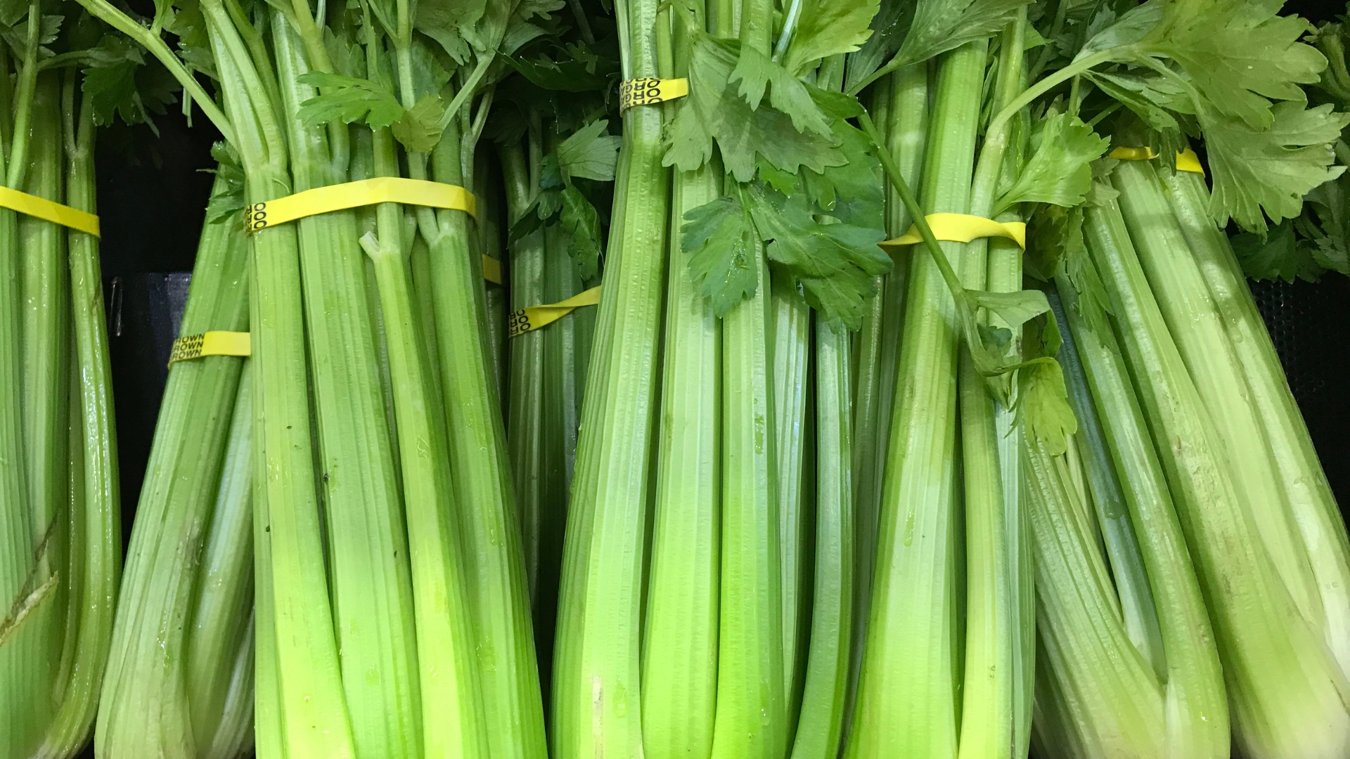 30 Plants Perfect For A Hydroponic Indoor Garden