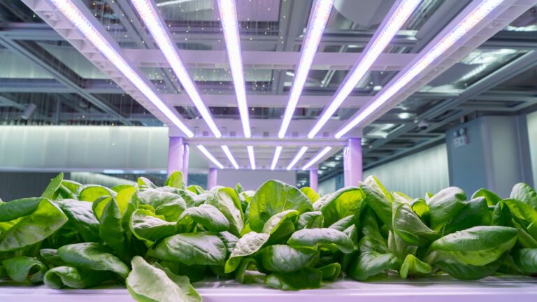 Organic hydroponic Brassica chinensis vegetable grow with LED Light Indoor farm,Agriculture Technology