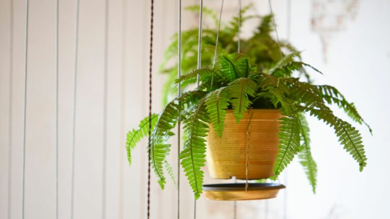 fern lplant in hanging pot