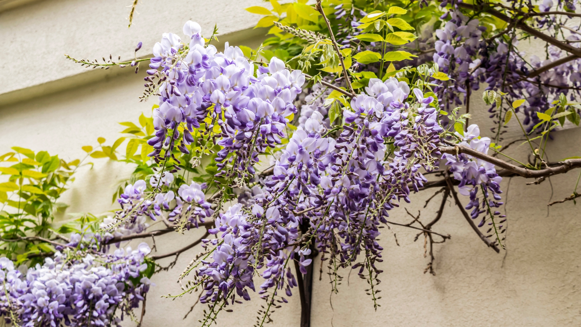 Lilac flowering Wisteria bush (Chinese Wisteria, Japanese Wisteria Floribunda) on the stone wall of the house.