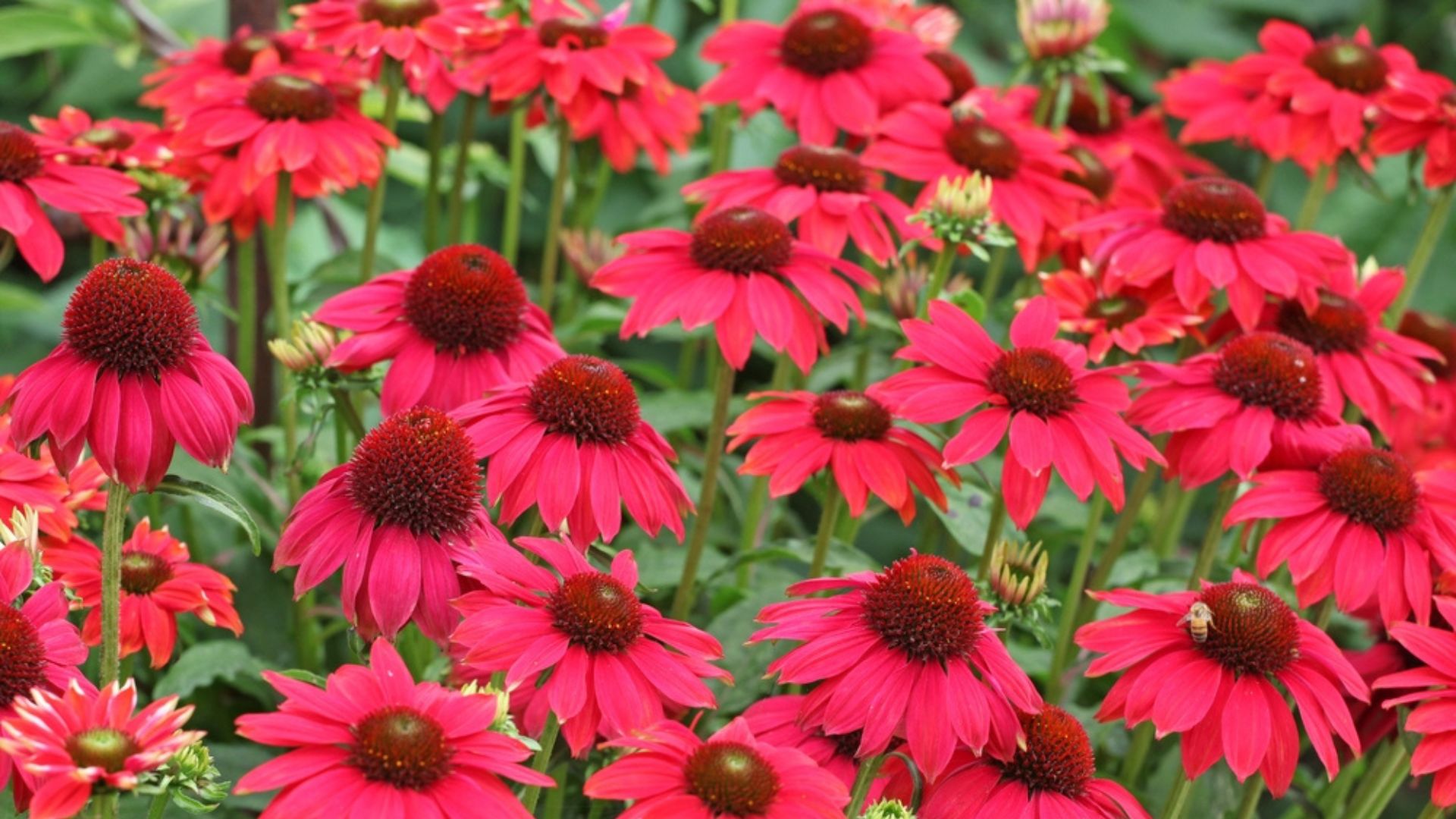 red echinacea flowers