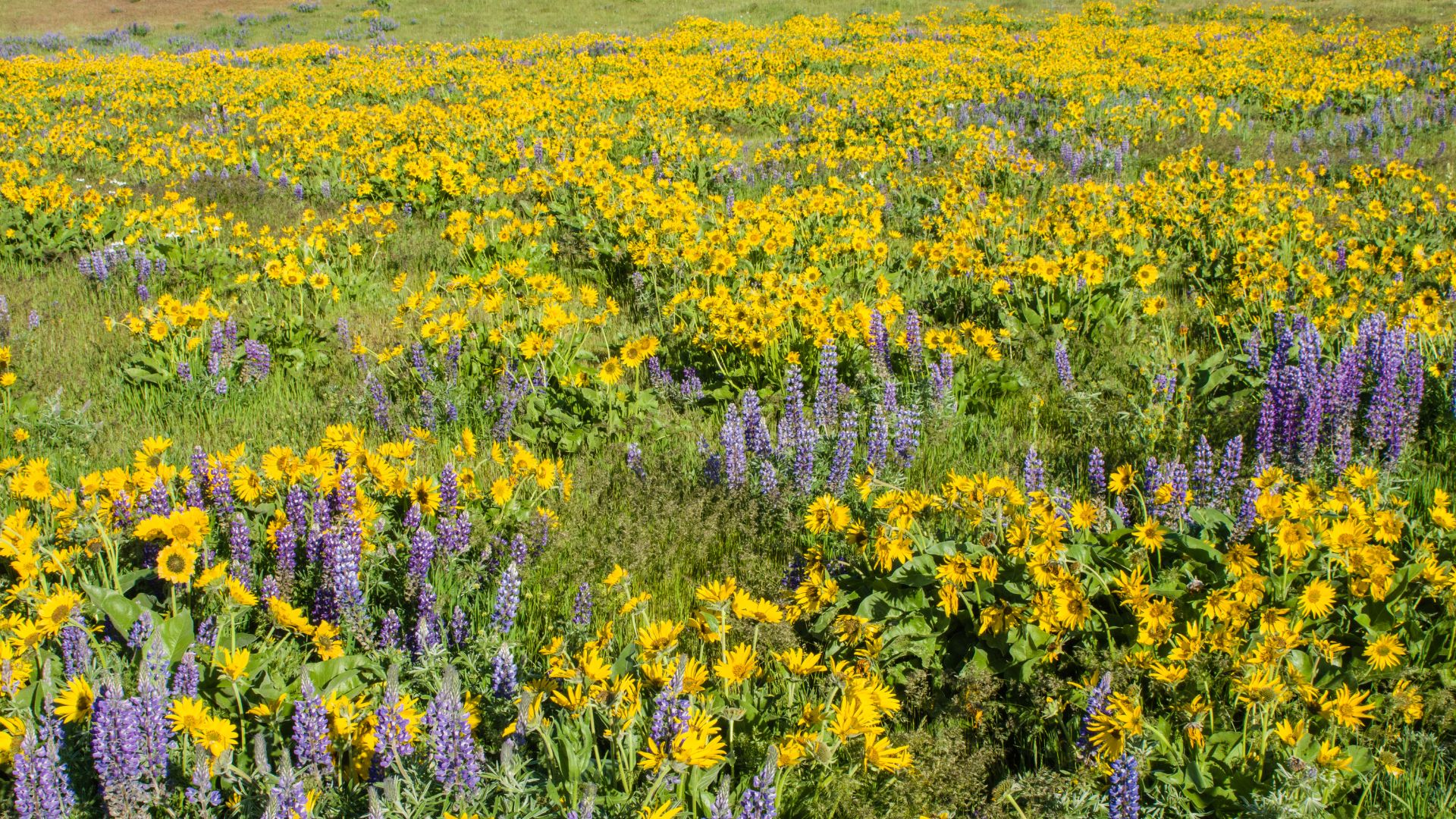 29 Easy-To-Grow Native Wildflowers That Will Attract Pollinators To Your Garden