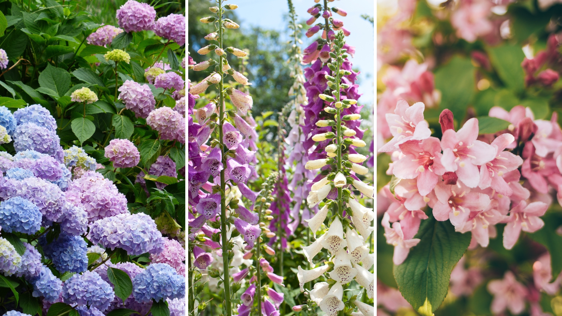 29 Flowers That Change Color Throughout The Season